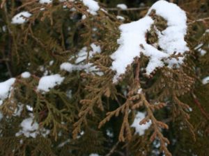 Thuja occindentalis - Dyrelund L 110