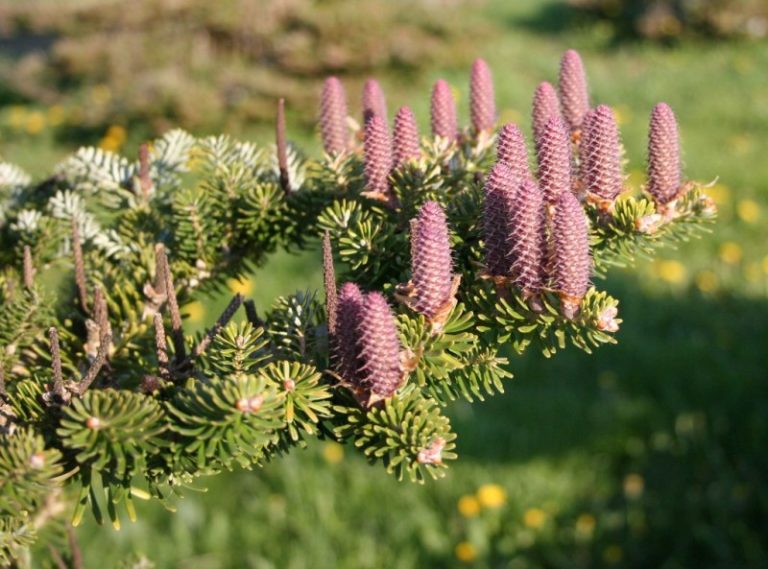 Abies koreana - Dyrelund L 179