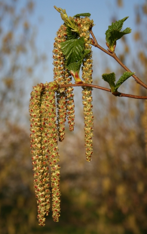 Alnus sinuata - Dyrelund L 071