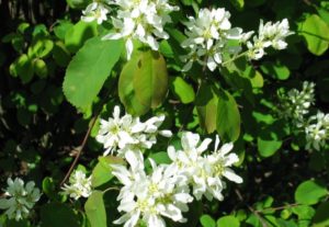 Amelanchier alnifolia – Dyrelund L 099