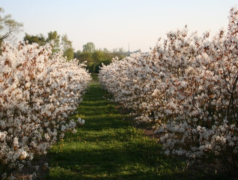 Amelanchier lamarckii – Dyrelund L 100