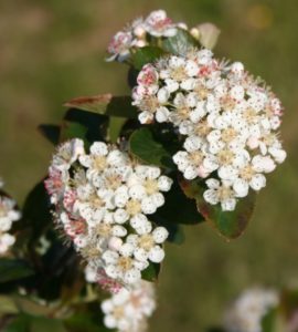 Aronia melanocarpa - Dyrelund L 080