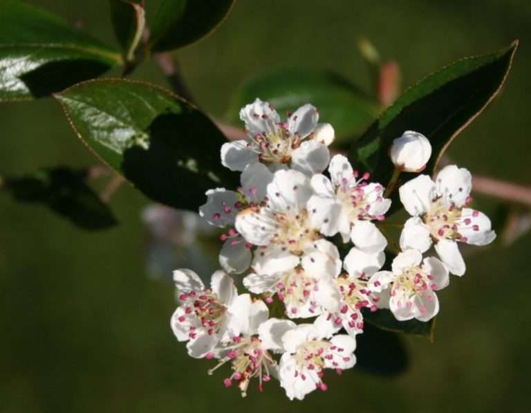 Aronia prunifolia – Dyrelund L 081