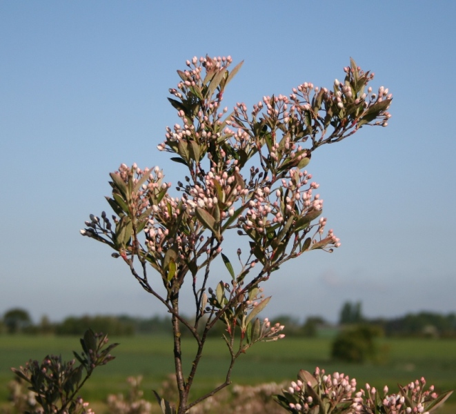 Aronia arbutifolia – Dyrelund