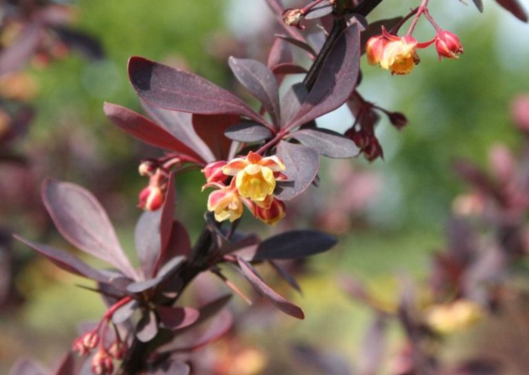 Berberis thunbergii atropurpurea - Dyrelund L 199