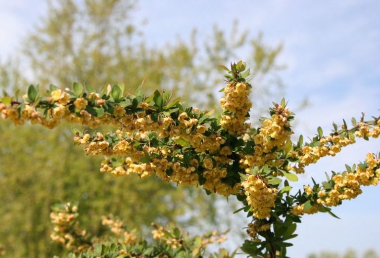 Berberis thunbergii - Dyrelund L 213