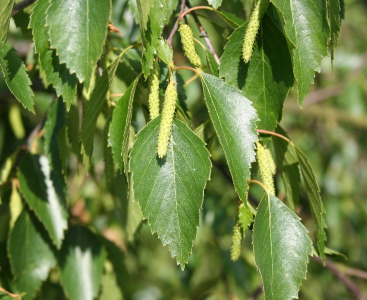 Betula pubescens - Dyrelund FP 789