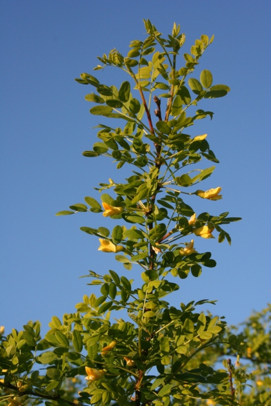 Caragana arborescens - Dyrelund L 178