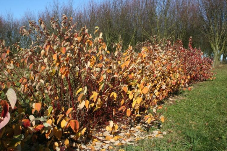 Cornus alba - Dyrelund L 229