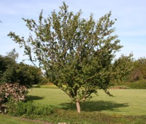 Cornus mas - Dyrelund L 097