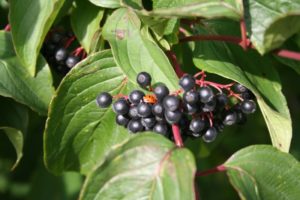 Cornus sanguinea - Dyrelund L 082