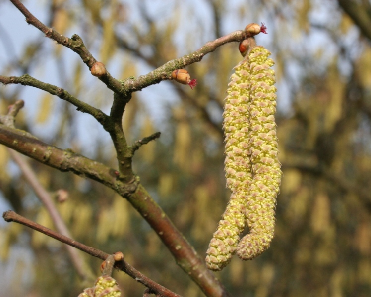 Corylus avellana - Dyrelund L 083