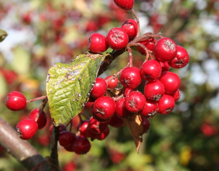 Cotoneaster bullatus - Dyrelund L 177