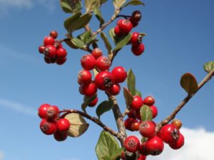 Cotoneaster dielsianus - Dyrelund L 176