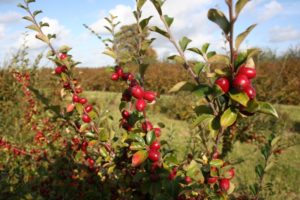 Cotoneaster divaricatus - Dyrelund L 175