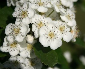 Crataegus laevigata - Dyrelund L 205