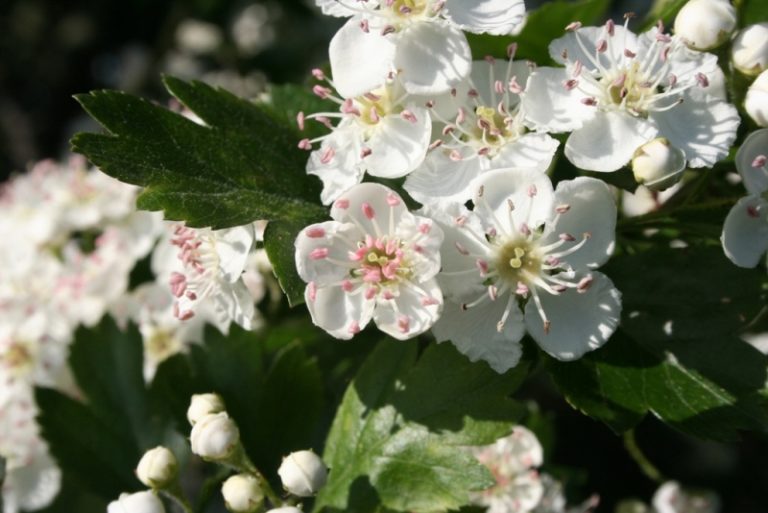 Crataegus monogyna - Dyrelund L 102