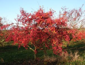 Euonymus europaeus - Dyrelund L 103