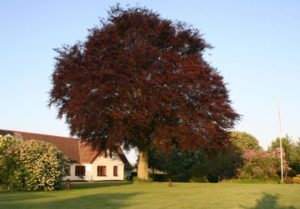 Fagus sylvatica atropurpurea - Dyrelund