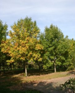 Fraxinus pensylvanica - Dyrelund L 231