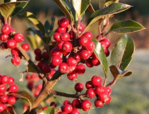 Ilex aquifolium - Dyrelund L 173