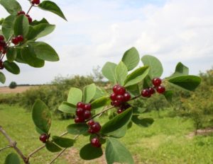 Lonicera xylosteum - Dyrelund L 196