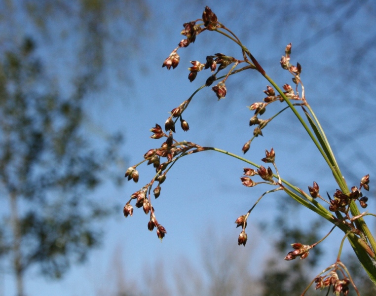 Luzula sylvestris - Dyrelund