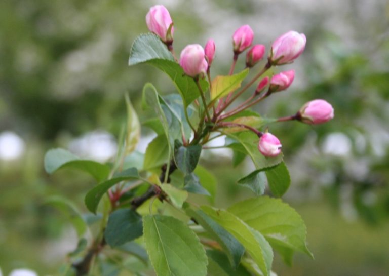 Malus sylvestris - Dyrelund L 085