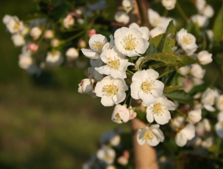 Malus sargentii - Dyrelund L 203