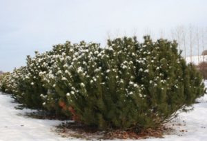 Pinus mugo mughus - Dyrelund L 073