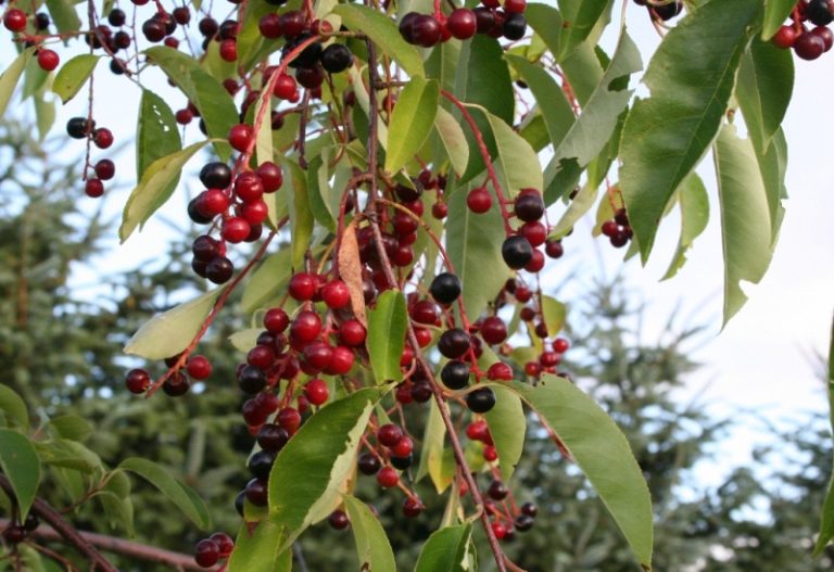 Prunus serotina - Dyrelund