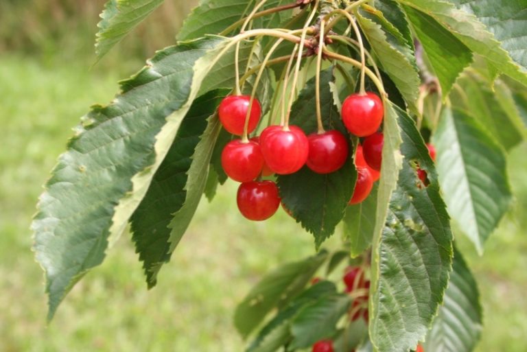 Prunus avium - Dyrelund F 800