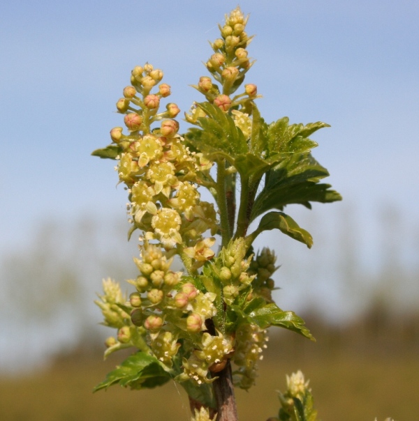 Ribes alpinum - Dyrelund L 104