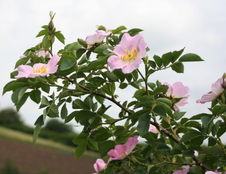 Rosa canina - Dyrelund L 107