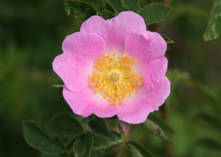 Rosa canina - Dyrelund L 055