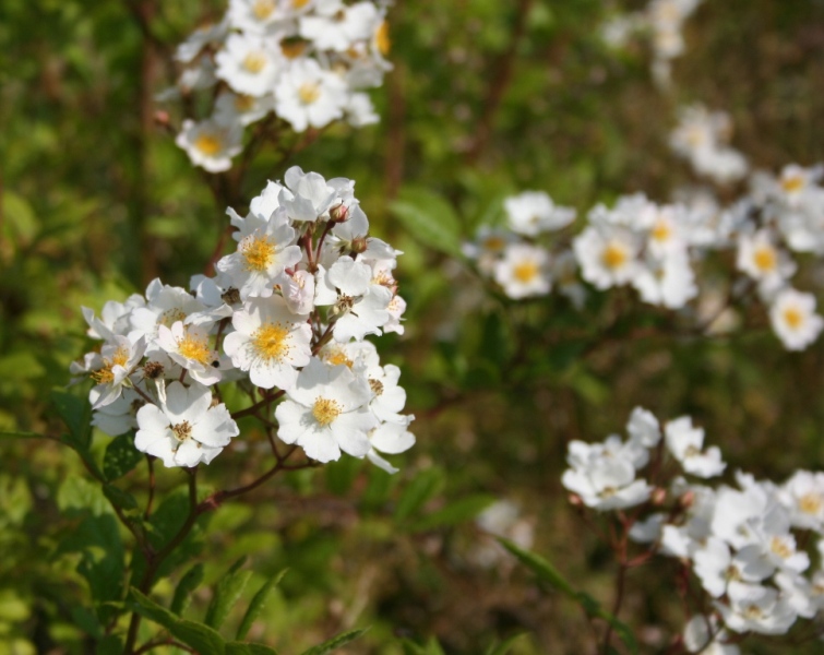 Rosa multiflora - Dyrelund L 202