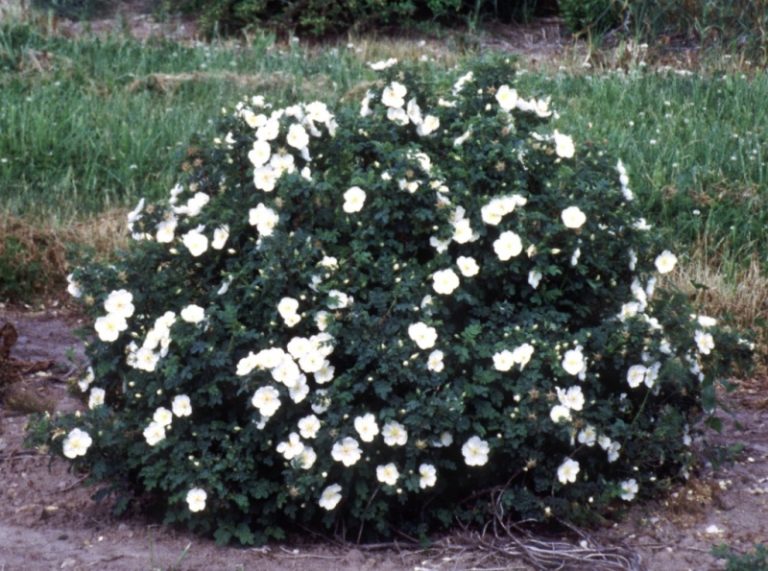 Rosa pimpinellifolia - Dyrelund L 035