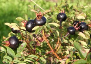 Rosa pimpinellifolia - Dyrelund L 018