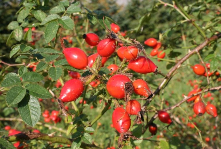 Rosa rubiginosa - Dyrelund L 016