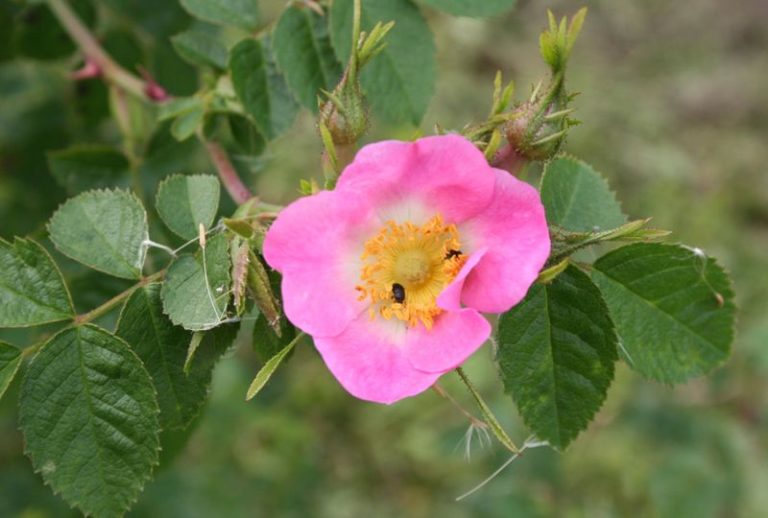 Rosa rubiginosa - Dyrelund L 172