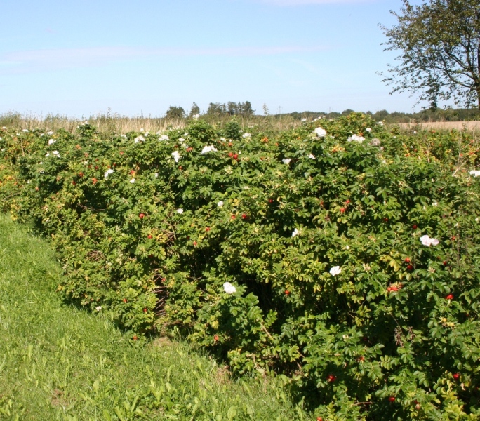 Rosa rugosa alba - Dyrelund L 108