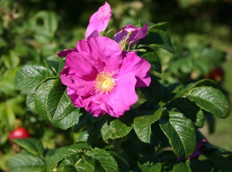 Rosa rugosa rubra - Dyrelund