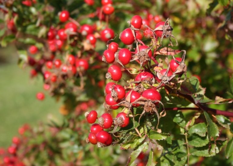 Rosa virginiana - Dyrelund L 015