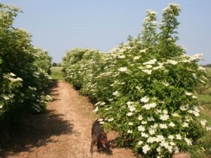 Sambucus nigra - Dyrelund L 171