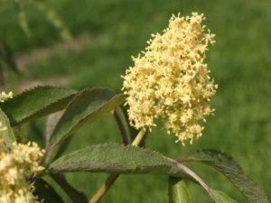 Sambucus racemosa - Dyrelund L 086