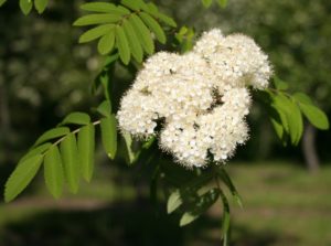 Sorbus aucuparia - Dyrelund L 087