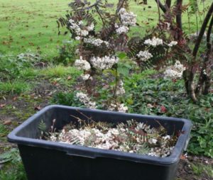 Sorbus kochneana - Dyrelund