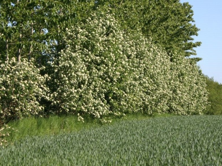 Sorbus mougeotti - Dyrelund L 109