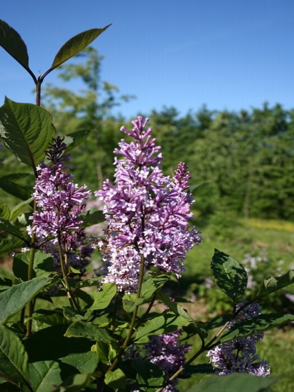 Syringa josikaea - Dyrelund L 200