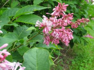 Syringa reflexa - Dyrelund L 201